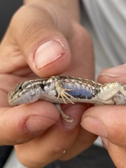 Sceloporus graciosus