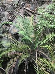 Amauropelta argentina