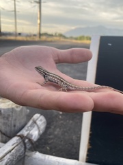 Sceloporus graciosus