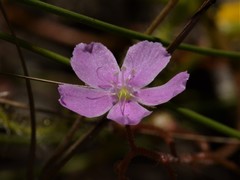 Drosera serpens