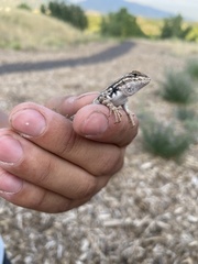 Sceloporus graciosus