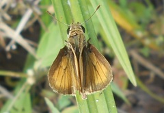 Polites vibex praeceps