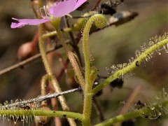 Drosera serpens