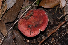 Russula persanguinea