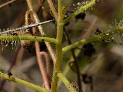 Drosera serpens