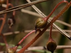 Drosera serpens
