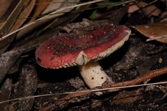 Russula persanguinea