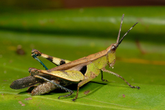 Xiphiola cyanoptera