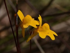 Utricularia chrysantha