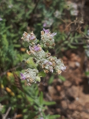 Teucrium capitatum gracillimum
