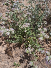 Teucrium capitatum gracillimum