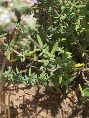 Teucrium capitatum gracillimum