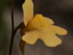 Utricularia chrysantha