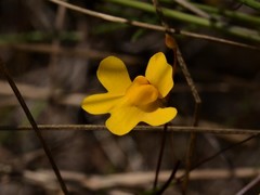 Utricularia chrysantha