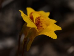 Utricularia chrysantha