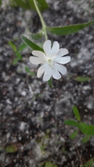 Silene latifolia