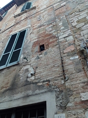 Columba livia domestica