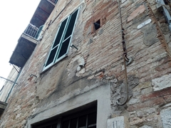 Columba livia domestica