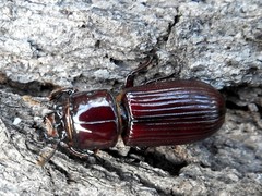 Aulacocyclus