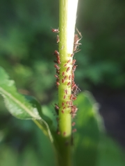 Uroleucon solidaginis