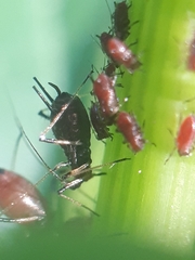 Uroleucon solidaginis