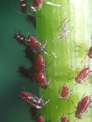 Uroleucon solidaginis