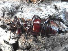 Aulacocyclus