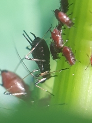 Uroleucon solidaginis