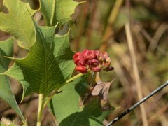 Grevillea longicuspis