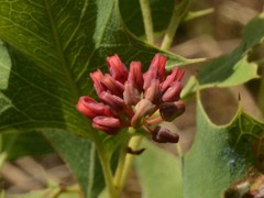 Grevillea longicuspis