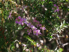 Leptospermum squarrosum