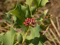 Grevillea longicuspis