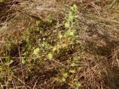 Grevillea longicuspis