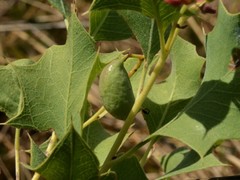 Grevillea longicuspis