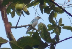 Thraupis glaucocolpa