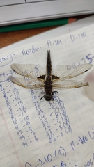 Epitheca bimaculata