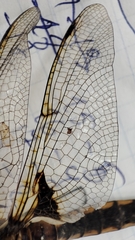 Epitheca bimaculata