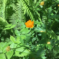 Trollius asiaticus