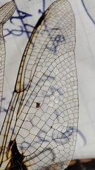 Epitheca bimaculata