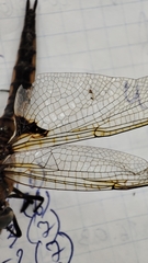 Epitheca bimaculata