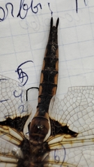 Epitheca bimaculata