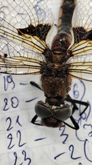Epitheca bimaculata