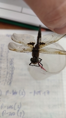 Epitheca bimaculata