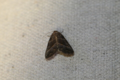Ogdoconta altura