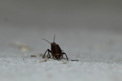 Pyrota tenuicostatis