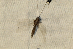 Ululodes macleayanus