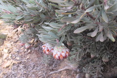 Protea pendula