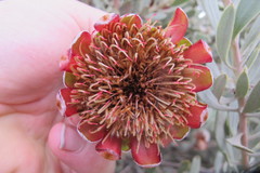 Protea pendula