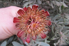 Protea pendula
