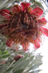 Protea pendula